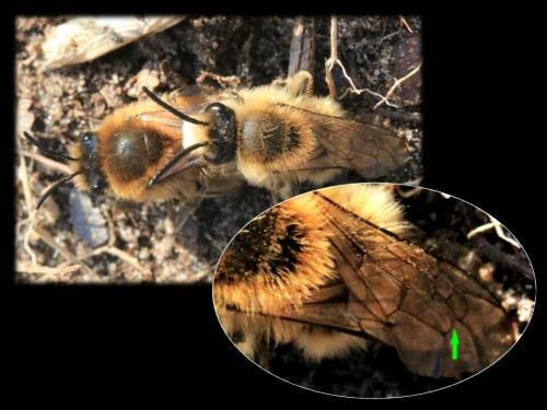 Colletes cunicularius